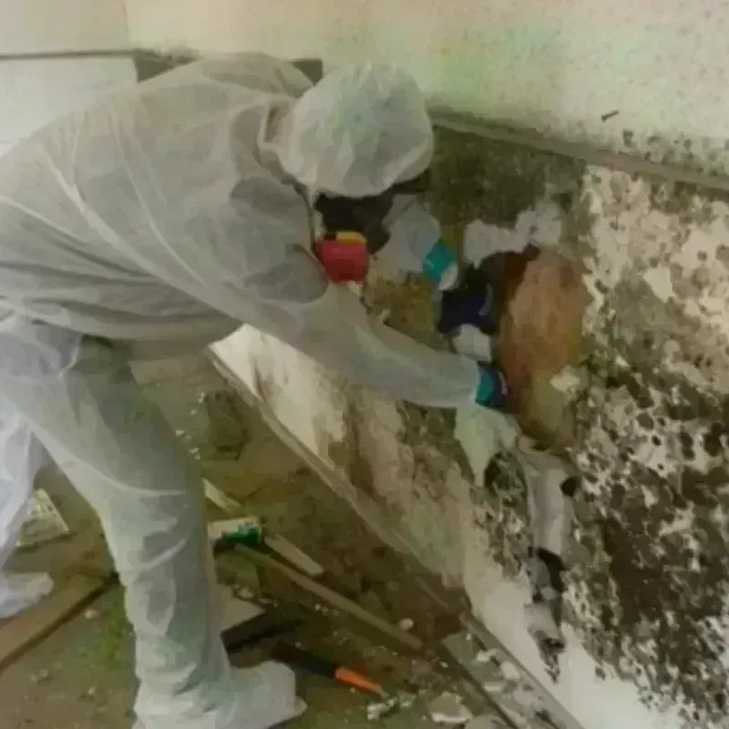 Mold Remediation and Removal in Bonanza, GA